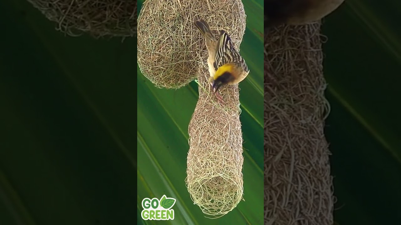 Nature's Tailors Birds and Their Incredible Nest-Making Skills #cute #birds #nest #nature #[