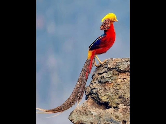 Most beautiful birds 🥰 #shorts #beautiful #birds #ytshorts #intersting tathy