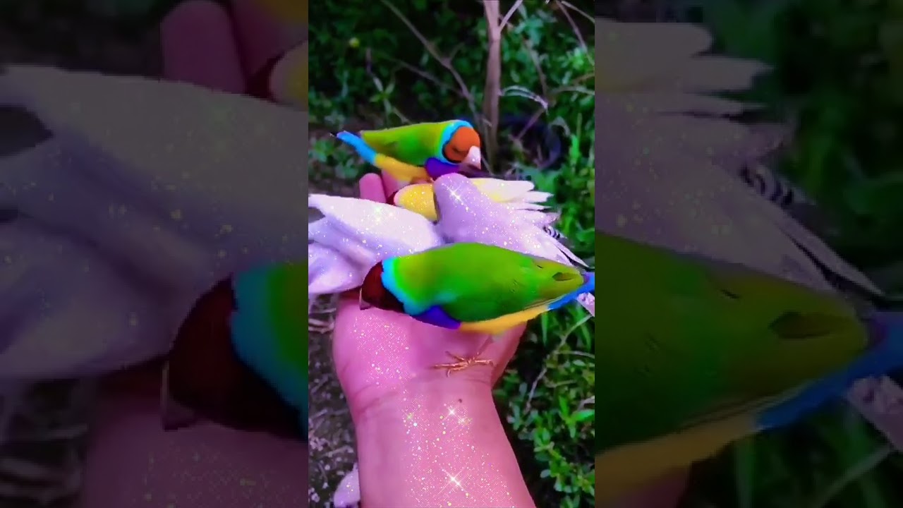 The most beautiful birds in the world together (all colorful) #birdshorts #beautifulshort #birds