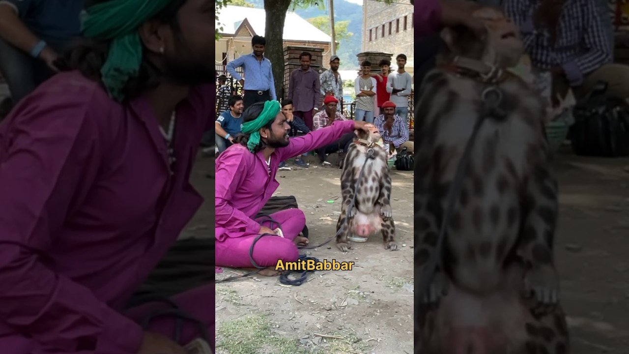 यह बंदर तो bank में manager निकला #bandar #bandarkakhel #animals #mela #fair #monkey #trend