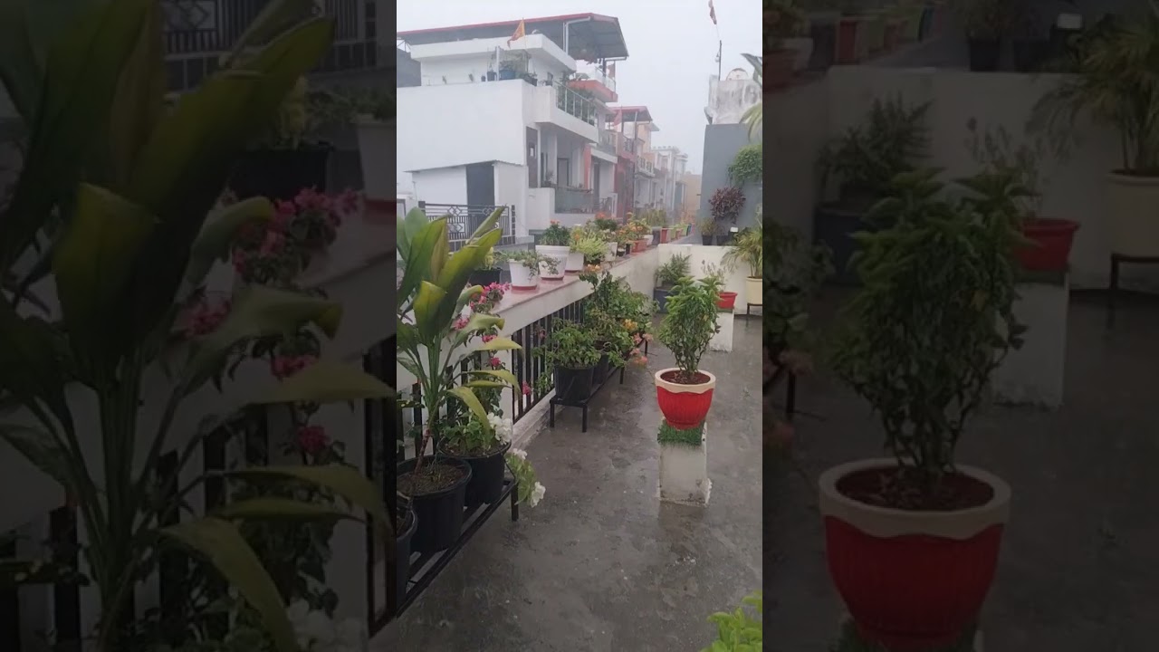 #rain #nature #love #barish #garden #gardenplants #beautifulterracegarden