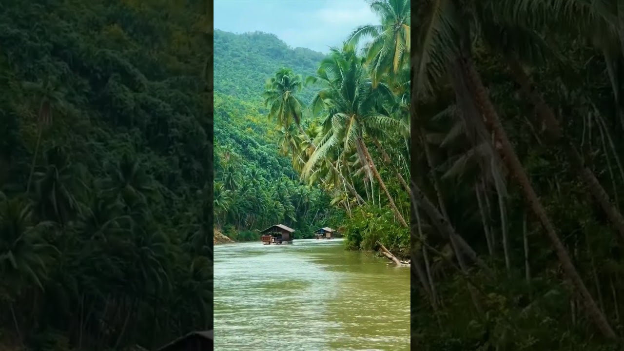 Beauty of Kerala 🌴🌴🌴#shorts#kerala#nature#ytshorts