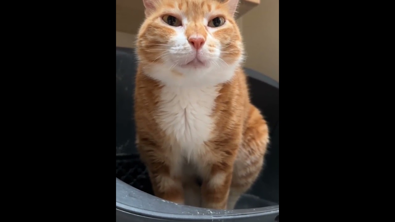 cut cat #cat #catlover #catvideos #catshortvideofunny