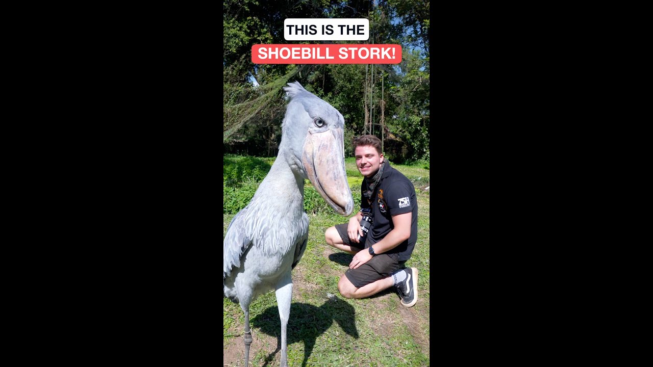 THIS IS THE SHOEBILL STORK! #shorts #shoebillstork #youtubeshorts