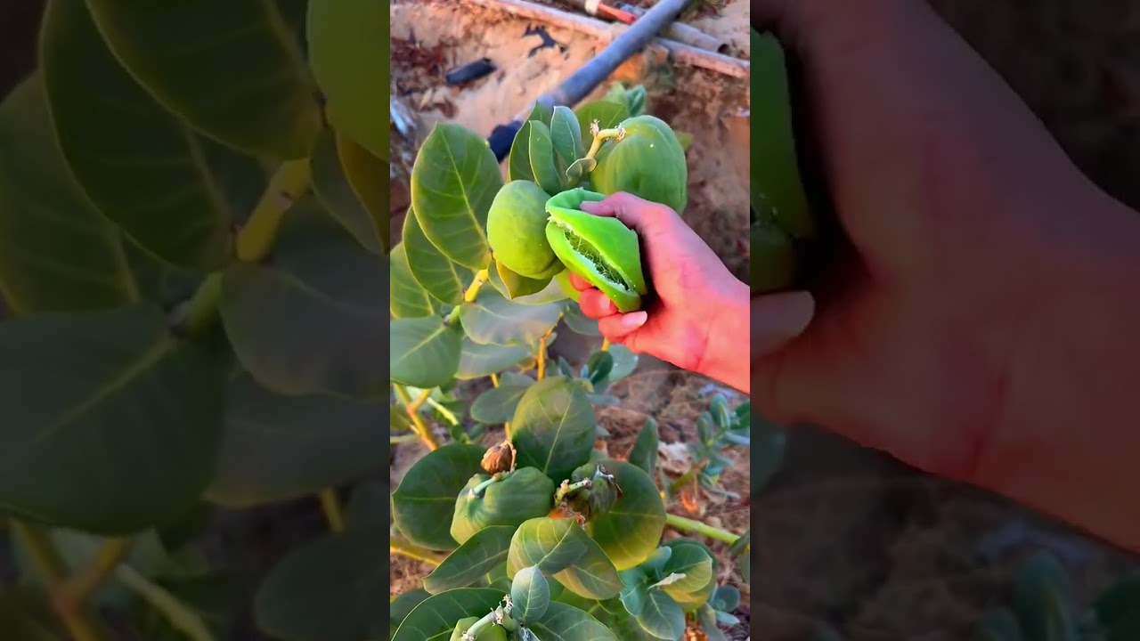 Beautiful and healing rural life - fruit picking#fruit #villagelife #fruitcutting#nature#rurallife