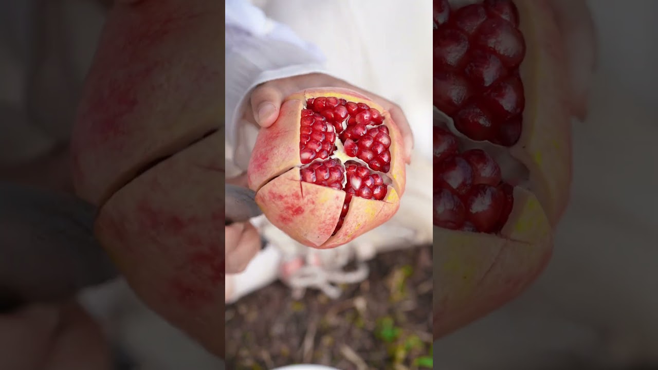 Beautiful Nature with Rural Life - Harvest sweet and juicy pomegranates