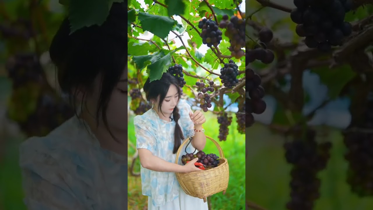 Beautiful Nature with Rural Life - Harvest grapes, peaches and plums