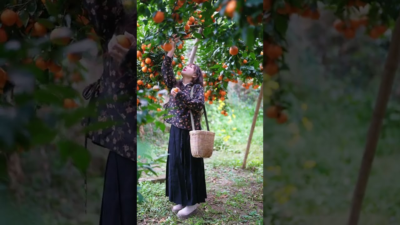 Beautiful Nature with Rural Life (P155) - Harvest fresh tangerines and enjoy them