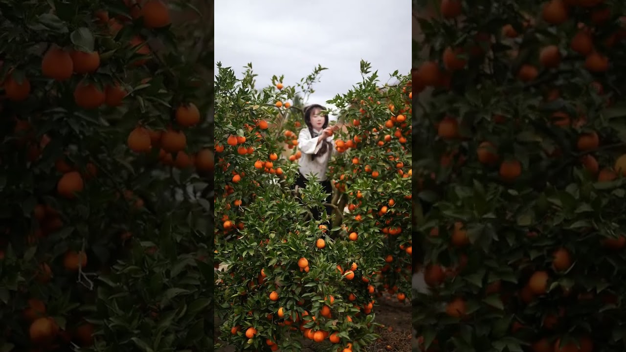 Beautiful Nature with Rural Life (P156) - Beautiful tangerine farm, harvesting sweet tangerines