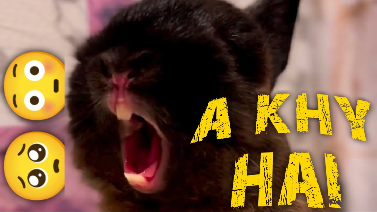 Animal trending short viral video - How to viral shorts video #viral #shorts #india