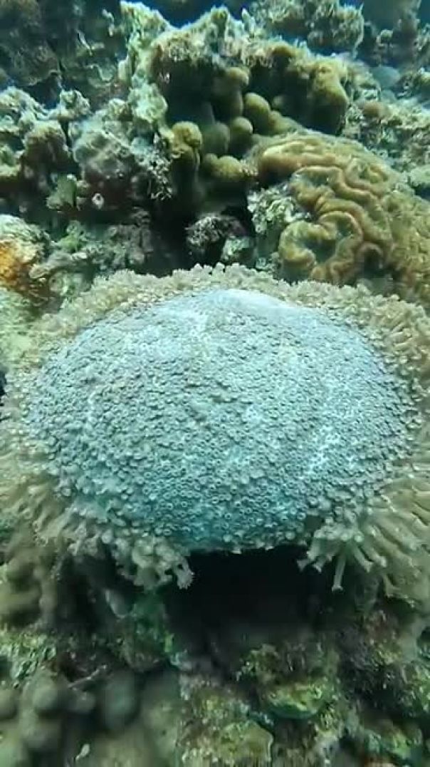 VID-20250606-WA0021