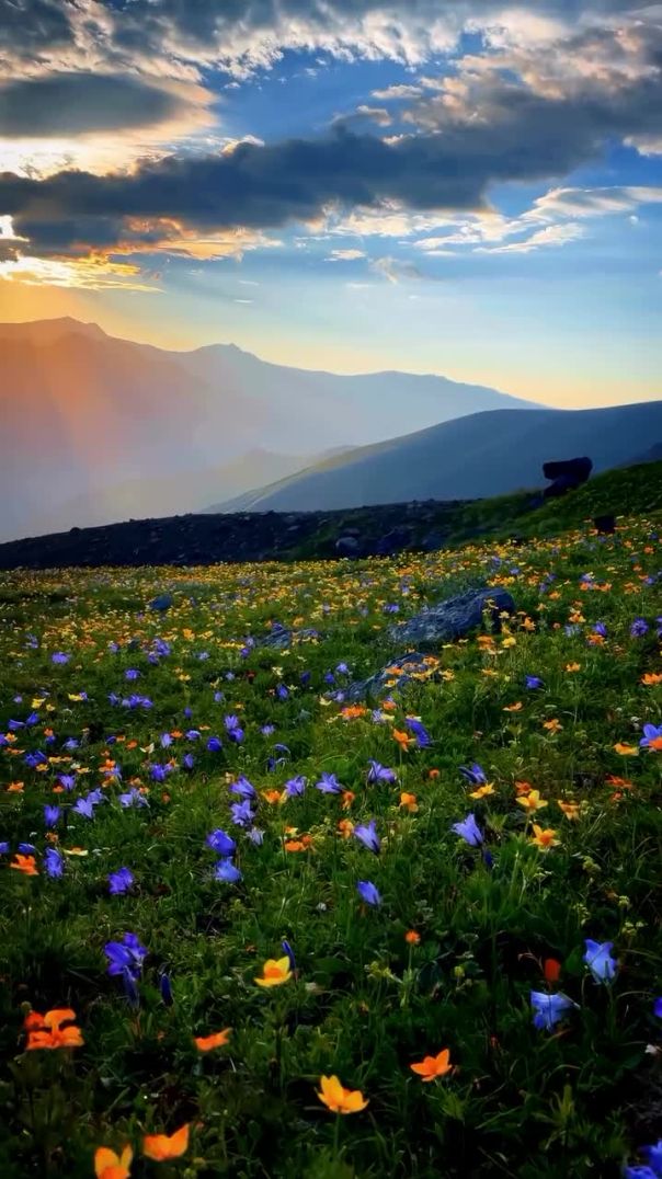 Spring mornings in Georgia 🌺 #georgia #caucasus #flowers #spring #sunrise #wildflowers #travel