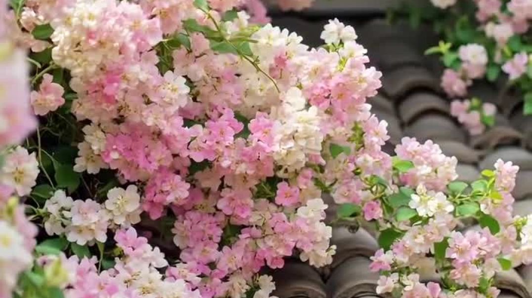 A profusion of delicate, small, light pink and white roses cascades over a traditional terracotta ti